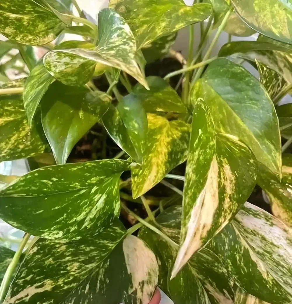 5種「最懶的花」,耐陰又耐旱,半年不管它,擠出滿盆「大筍」!