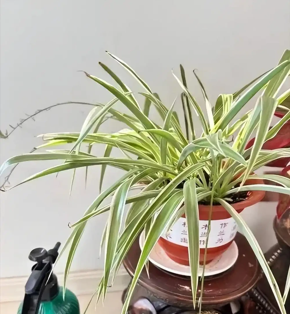 5種「最懶的花」,耐陰又耐旱,半年不管它,擠出滿盆「大筍」!