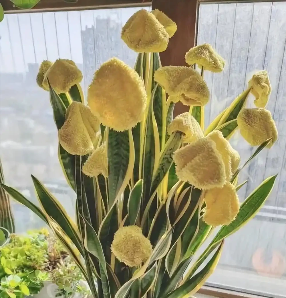 5種「最懶的花」,耐陰又耐旱,半年不管它,擠出滿盆「大筍」!