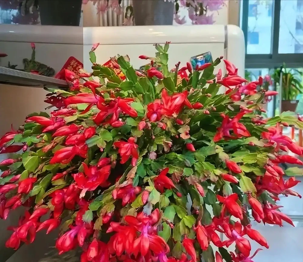 5種「最懶的花」,耐陰又耐旱,半年不管它,擠出滿盆「大筍」!