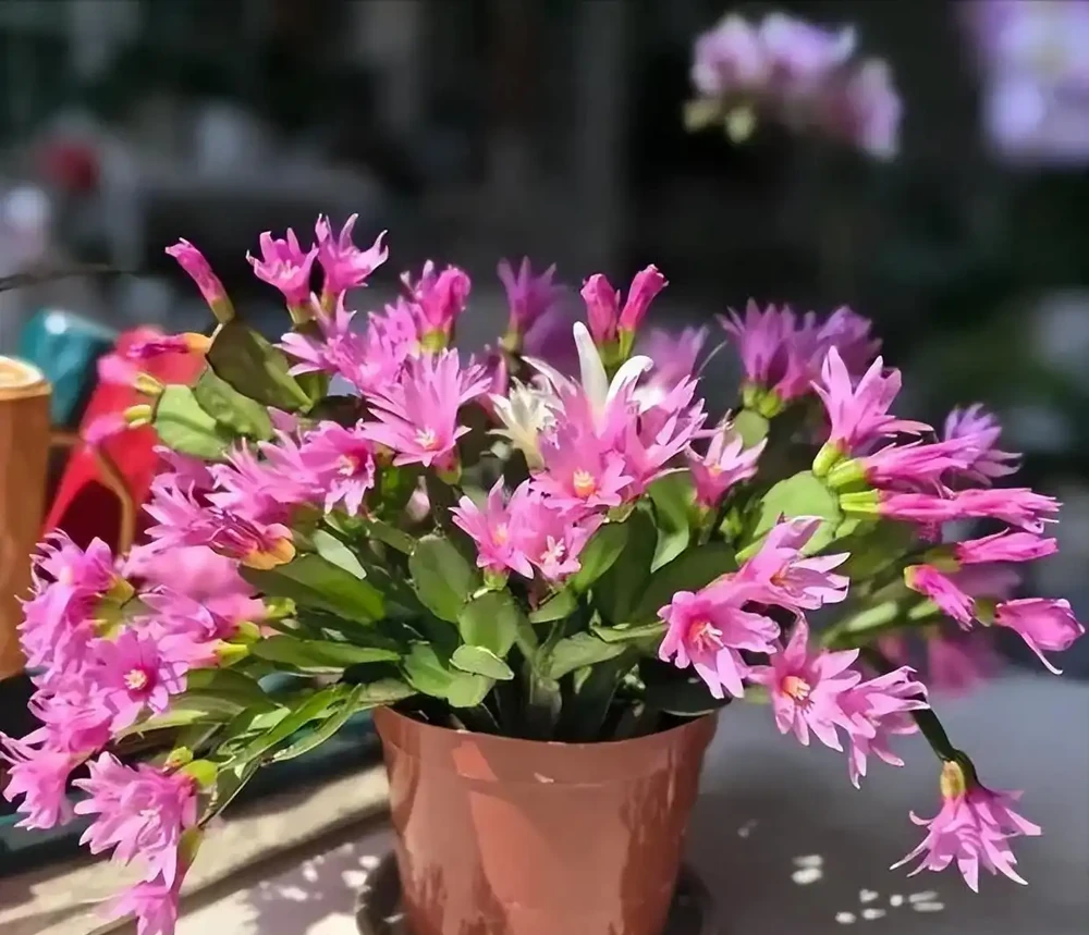 5種「最懶的花」,耐陰又耐旱,半年不管它,擠出滿盆「大筍」!