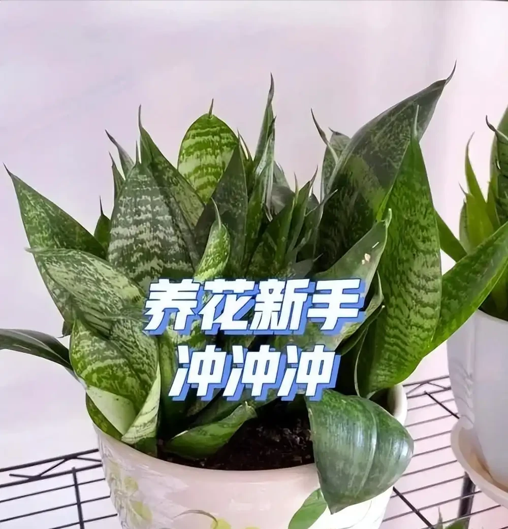 5種「最懶的花」,耐陰又耐旱,半年不管它,擠出滿盆「大筍」!