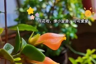 5種「最懶的花」，耐陰又耐旱，半年不管它，擠出滿盆「大筍」！