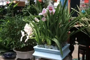 蘭花總養死？四不貪加急救，新手必學！