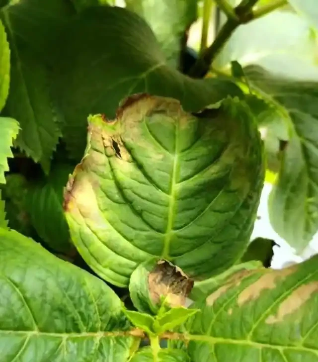 養花高手總結:綠植葉片發黃的9種原因,附解決方法,一看就懂!