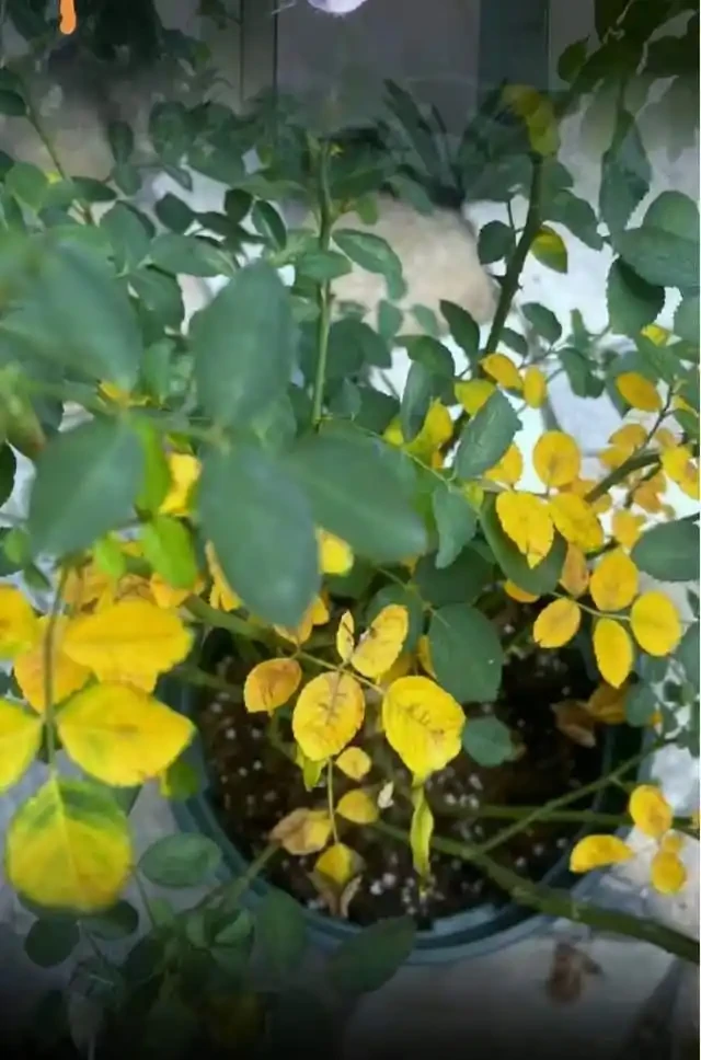 養花高手總結:綠植葉片發黃的9種原因,附解決方法,一看就懂!