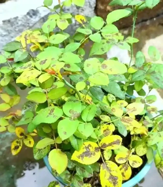 養花高手總結:綠植葉片發黃的9種原因,附解決方法,一看就懂!