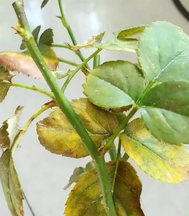 養花高手總結:綠植葉片發黃的9種原因,附解決方法,一看就懂!
