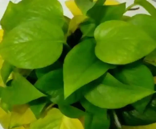 養花高手總結:綠植葉片發黃的9種原因,附解決方法,一看就懂!