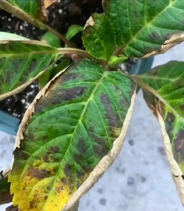 養花高手總結:綠植葉片發黃的9種原因,附解決方法,一看就懂!