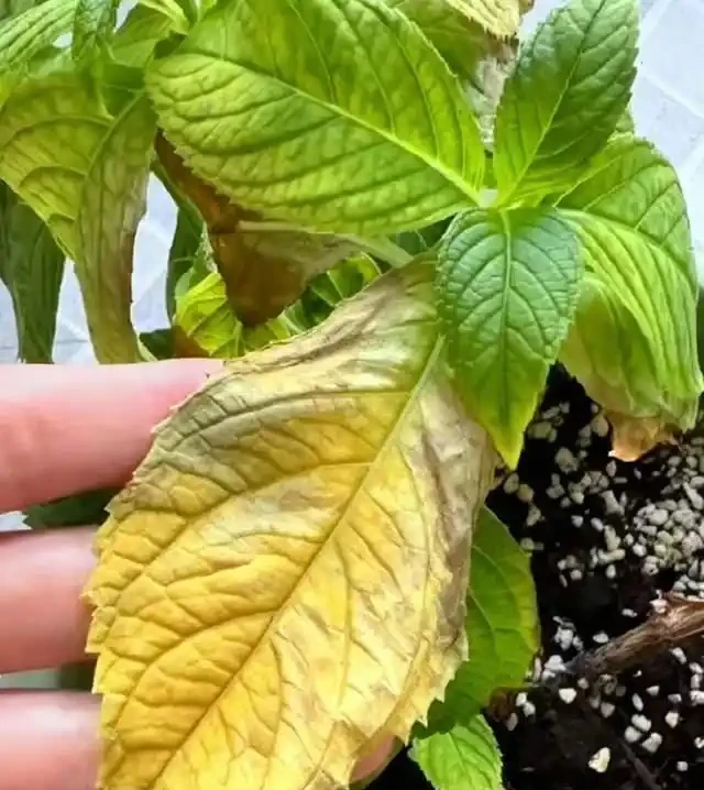 養花高手總結:綠植葉片發黃的9種原因,附解決方法,一看就懂!