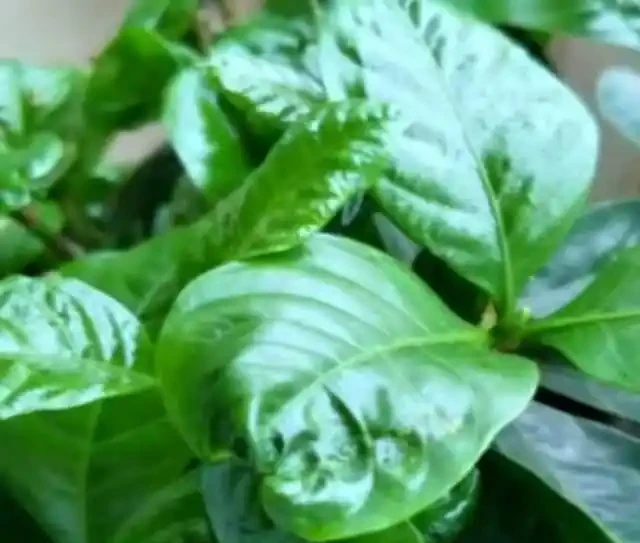 養花高手總結:綠植葉片發黃的9種原因,附解決方法,一看就懂!