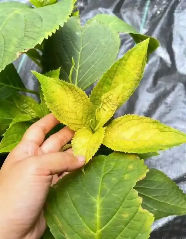 養花高手總結:綠植葉片發黃的9種原因,附解決方法,一看就懂!