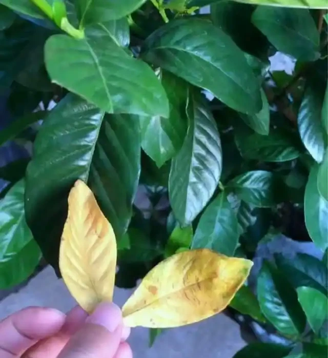 養花高手總結:綠植葉片發黃的9種原因,附解決方法,一看就懂!