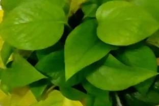 養花高手總結：綠植葉片發黃的9種原因，附解決方法，一看就懂！