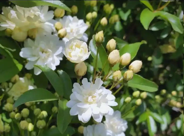 秋天不能錯過的「10種花」,剪個枝插盆裡,30天長根發芽開滿花