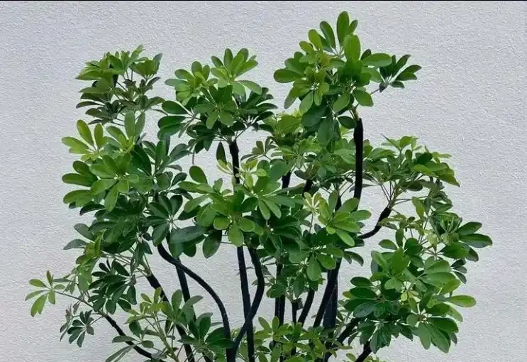 鴨腳木長勢差?學會這樣做,枝葉瘋長,養成小森林!