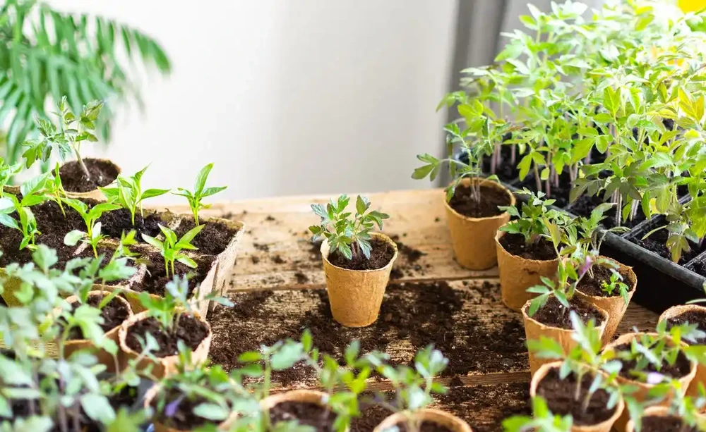 秋天不能錯過的「10種花」,剪個枝插盆裡,30天長根發芽開滿花