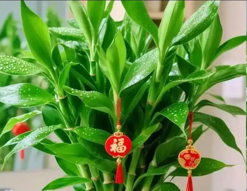 萬年竹動不動就葉子發黃?學會這樣養,葉片翠綠,7天躥芽!