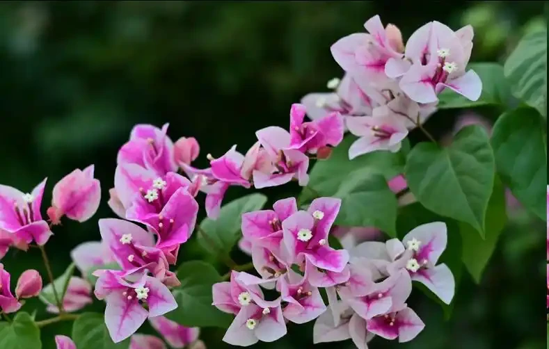 秋天不能錯過的「10種花」,剪個枝插盆裡,30天長根發芽開滿花
