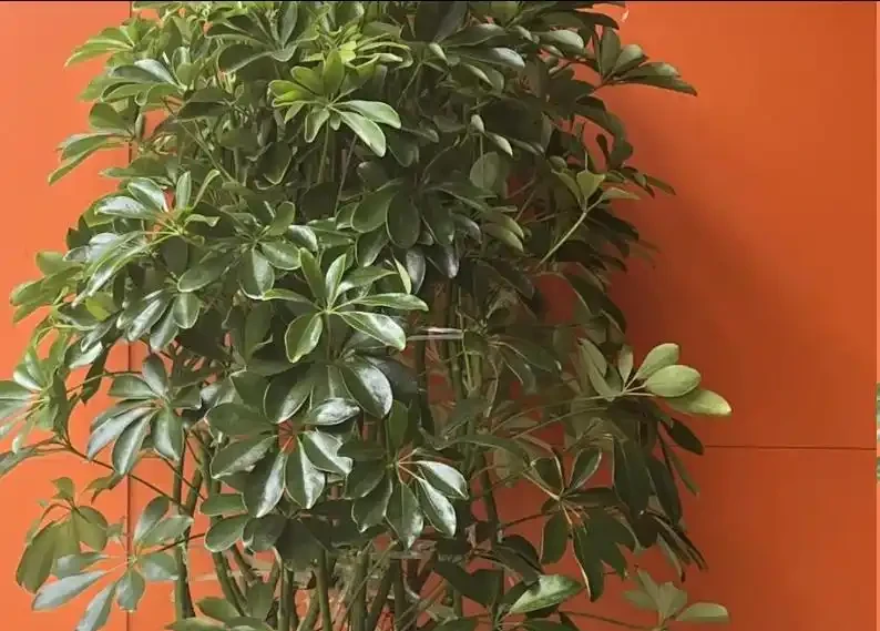 鴨腳木長勢差?學會這樣做,枝葉瘋長,養成小森林!
