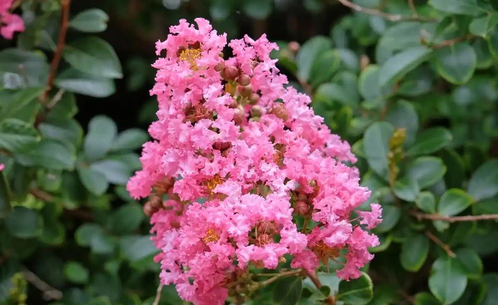 秋天不能錯過的「10種花」,剪個枝插盆裡,30天長根發芽開滿花