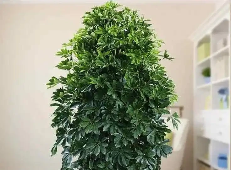 鴨腳木長勢差?學會這樣做,枝葉瘋長,養成小森林!
