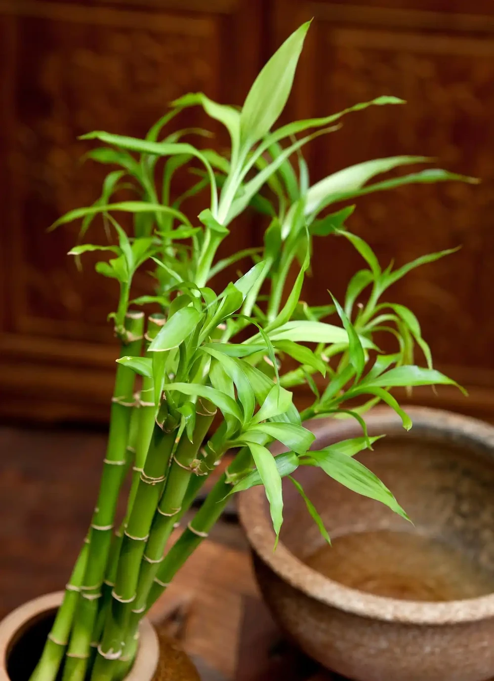萬年竹動不動就葉子發黃?學會這樣養,葉片翠綠,7天躥芽!
