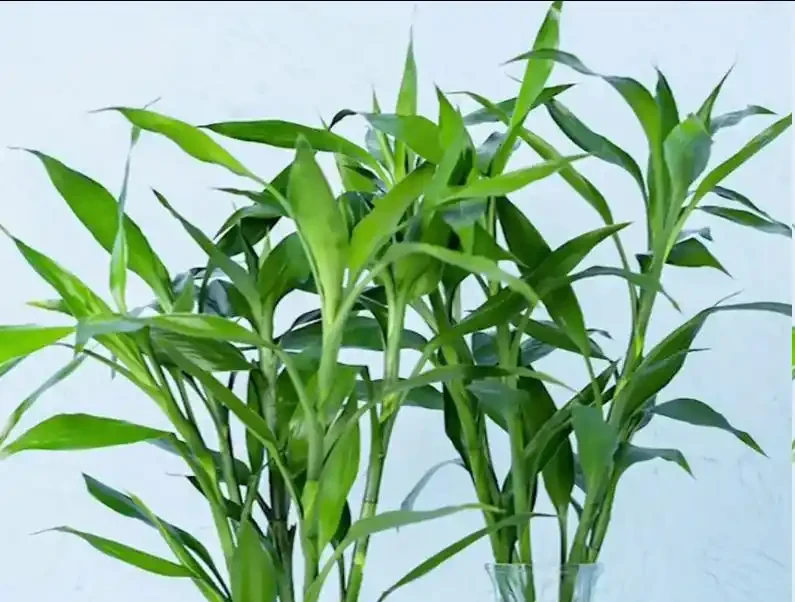 萬年竹動不動就葉子發黃?學會這樣養,葉片翠綠,7天躥芽!
