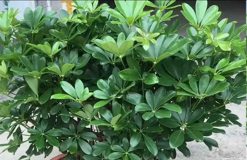 鴨腳木長勢差?學會這樣做,枝葉瘋長,養成小森林!