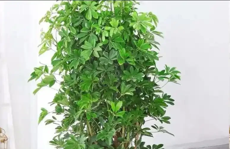 鴨腳木長勢差?學會這樣做,枝葉瘋長,養成小森林!
