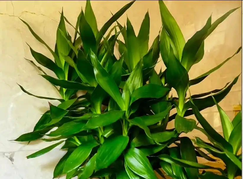 萬年竹動不動就葉子發黃?學會這樣養,葉片翠綠,7天躥芽!