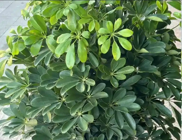 鴨腳木長勢差?學會這樣做,枝葉瘋長,養成小森林!
