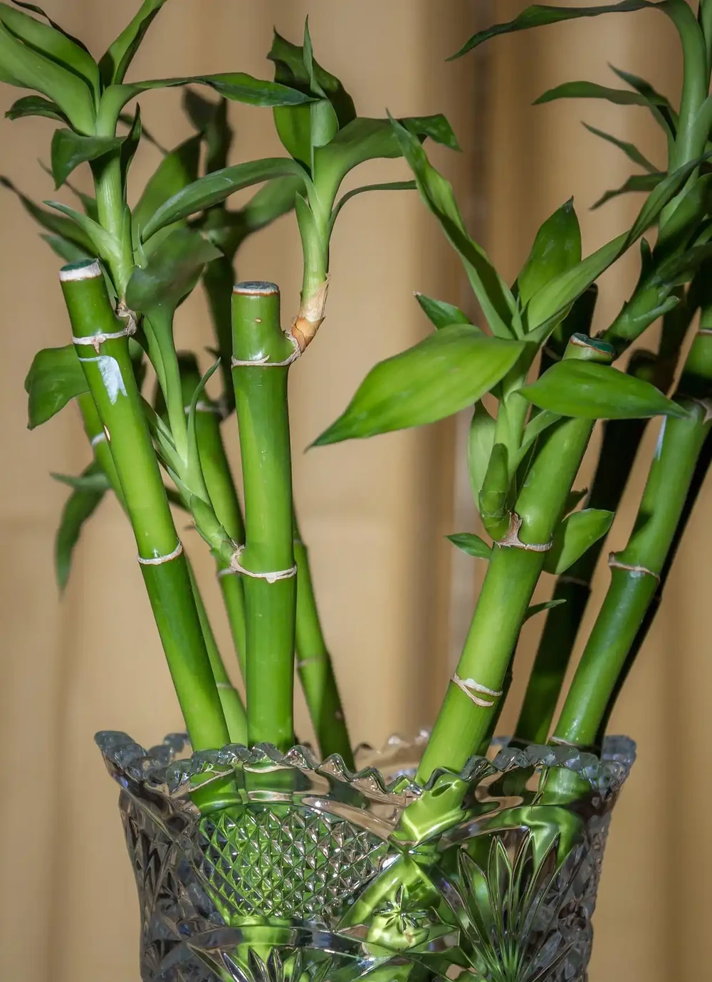 萬年竹動不動就葉子發黃?學會這樣養,葉片翠綠,7天躥芽!