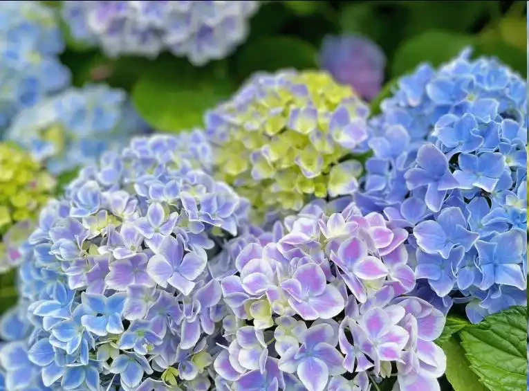 秋天不能錯過的「10種花」,剪個枝插盆裡,30天長根發芽開滿花