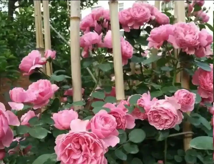 秋天不能錯過的「10種花」,剪個枝插盆裡,30天長根發芽開滿花