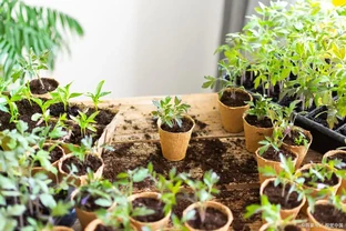 秋天不能錯過的「10種花」，剪個枝插盆裡，30天長根發芽開滿花