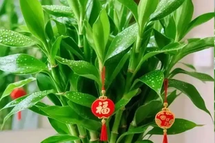 萬年竹動不動就葉子發黃？學會這樣養，葉片翠綠，7天躥芽！