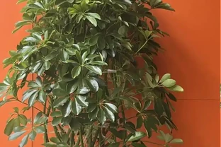 鴨腳木長勢差？學會這樣做，枝葉瘋長，養成小森林！