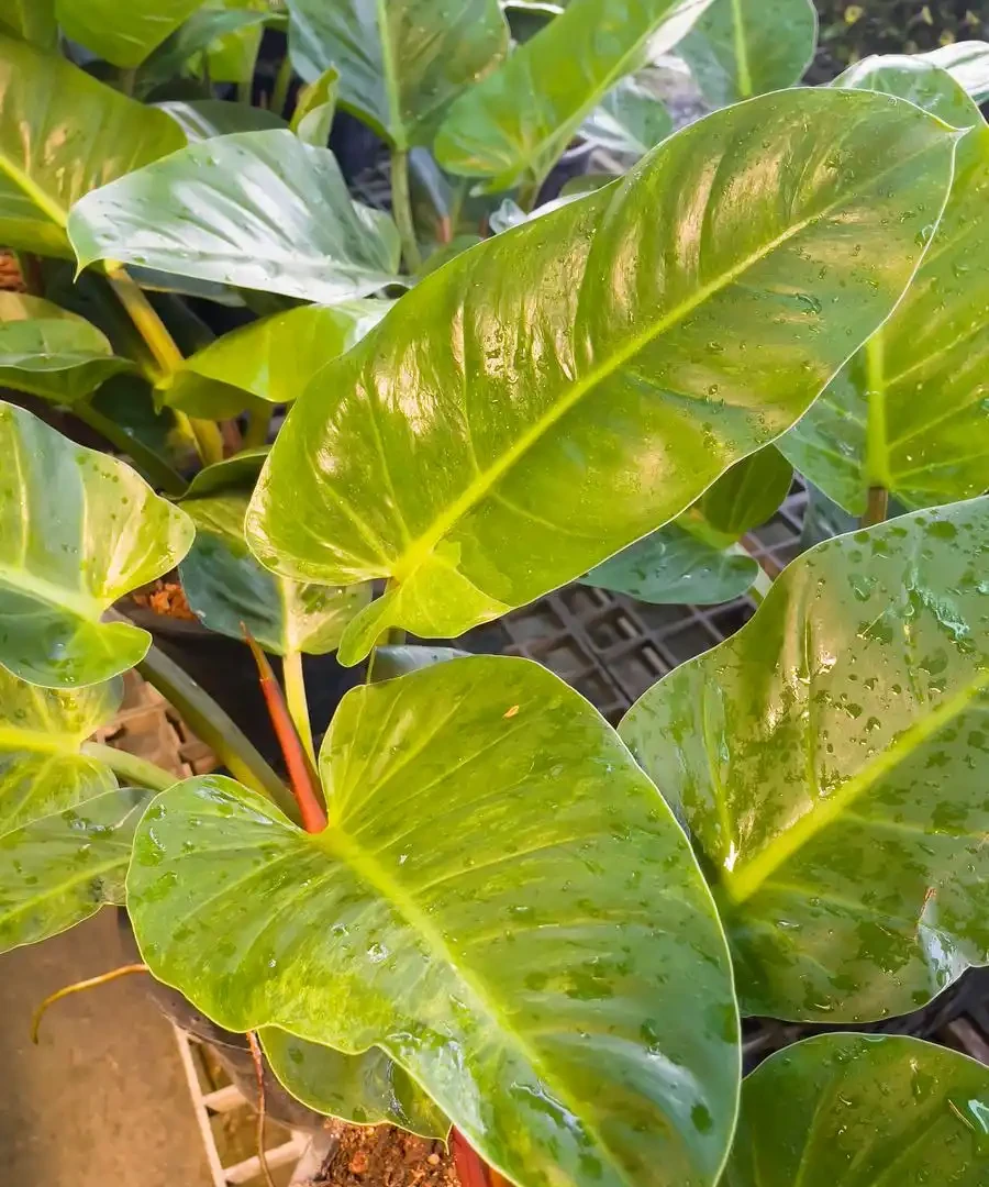 黃金葛的葉子為什麼會有黃色斑塊