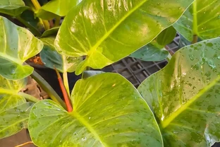 黃金葛的葉子為什麼會有黃色斑塊
