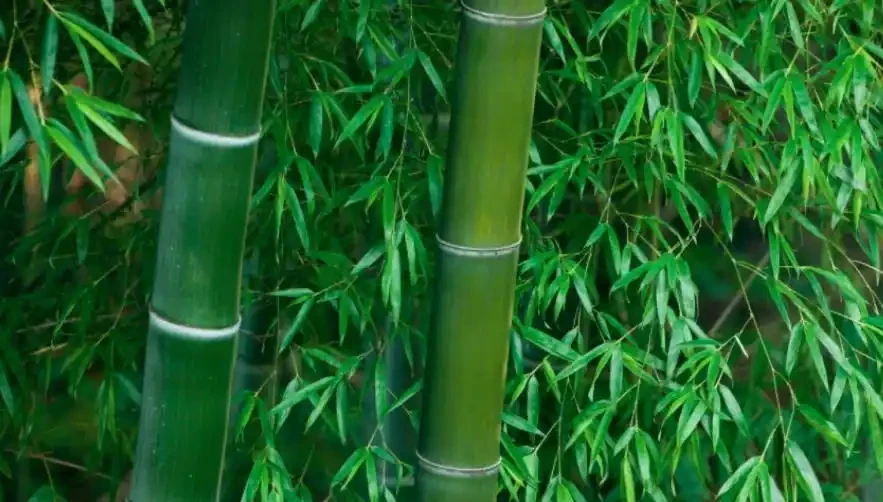 「竹子開花,馬上搬家」?古人恐懼的竹子開花,到底意味著什麼,這種現象為何會被認定為是「不祥之兆」?