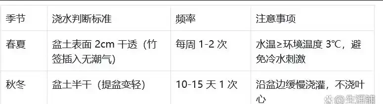讓幸福樹長茂盛,只要做到簡單「3點」,葉又綠又大長成一片森林
