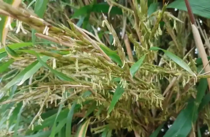 「竹子開花,馬上搬家」?古人恐懼的竹子開花,到底意味著什麼,這種現象為何會被認定為是「不祥之兆」?