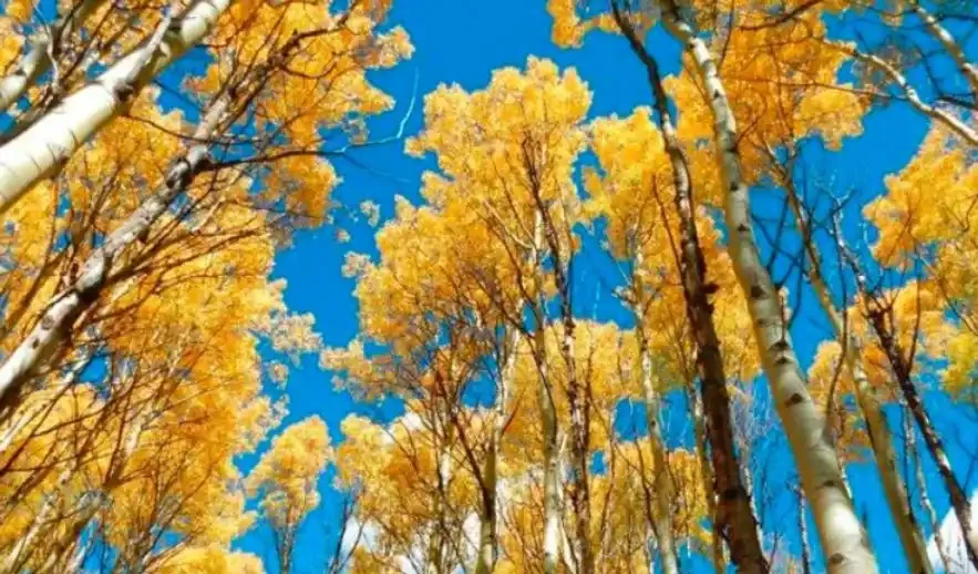 「竹子開花,馬上搬家」?古人恐懼的竹子開花,到底意味著什麼,這種現象為何會被認定為是「不祥之兆」?