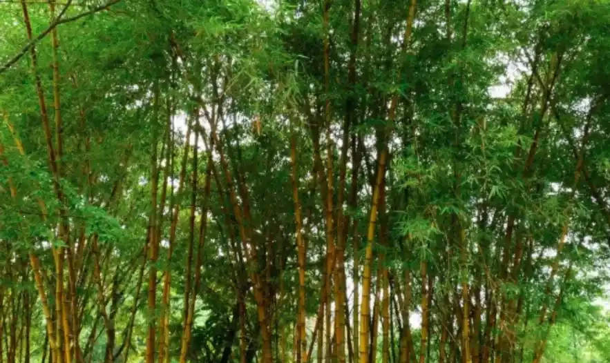 「竹子開花,馬上搬家」?古人恐懼的竹子開花,到底意味著什麼,這種現象為何會被認定為是「不祥之兆」?