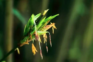 「竹子開花，馬上搬家」？古人恐懼的竹子開花，到底意味著什麼，這種現象為何會被認定為是「不祥之兆」？