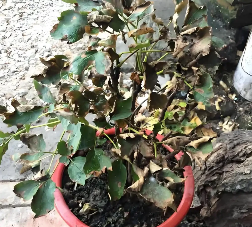 樹葉枯死了還能活嗎
