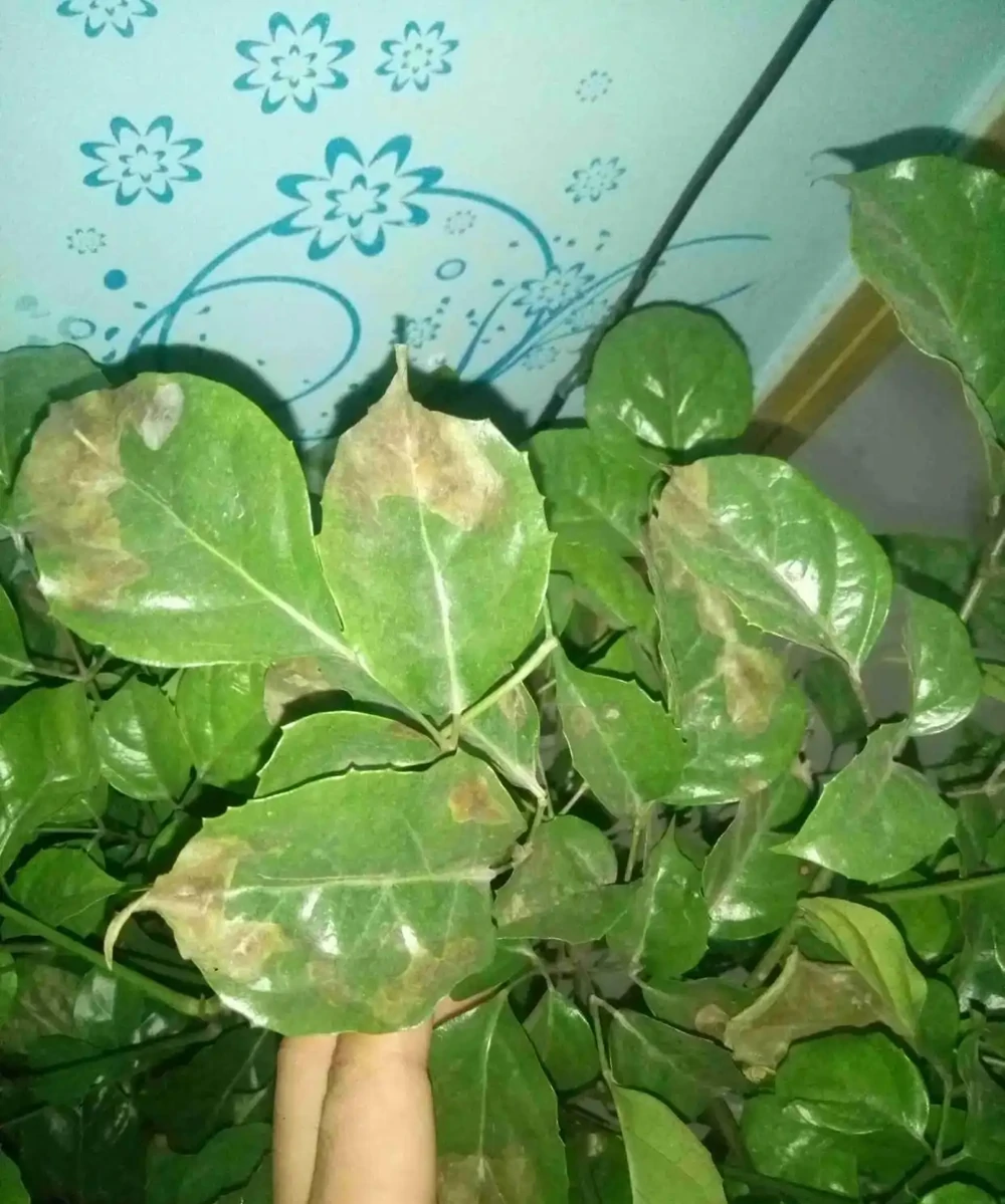 樹葉枯死了還能活嗎
