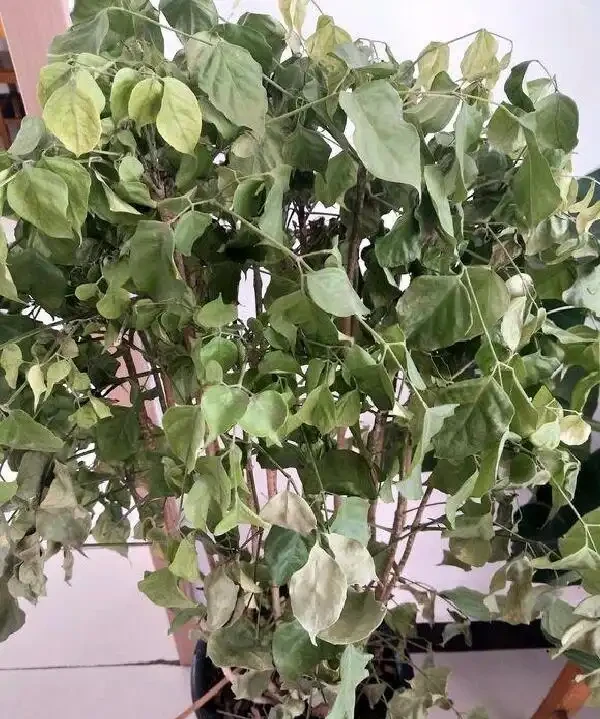樹葉枯死了還能活嗎